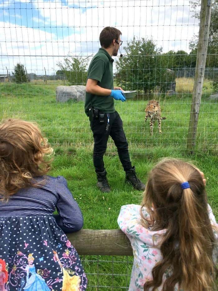 cheetah feeding hamerton zoo park