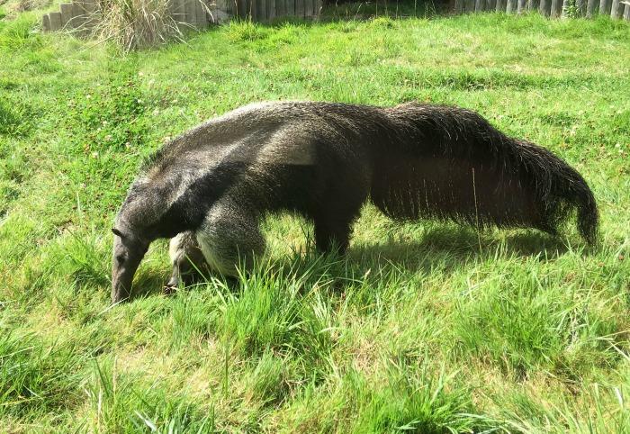 giant anteater