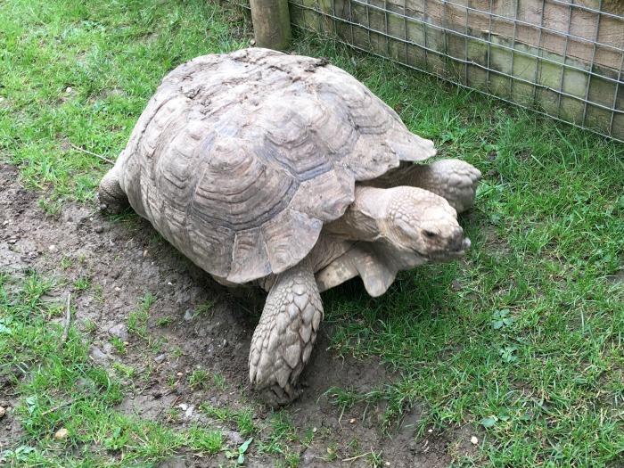 giant tortoise hamerton zoo park