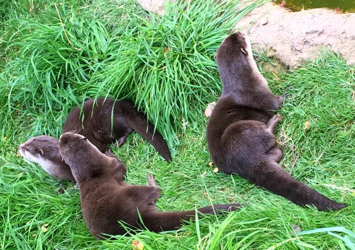 otters hamerton zoo park