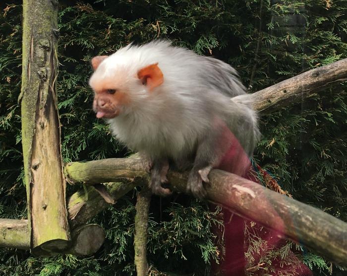primates hamerton zoo park