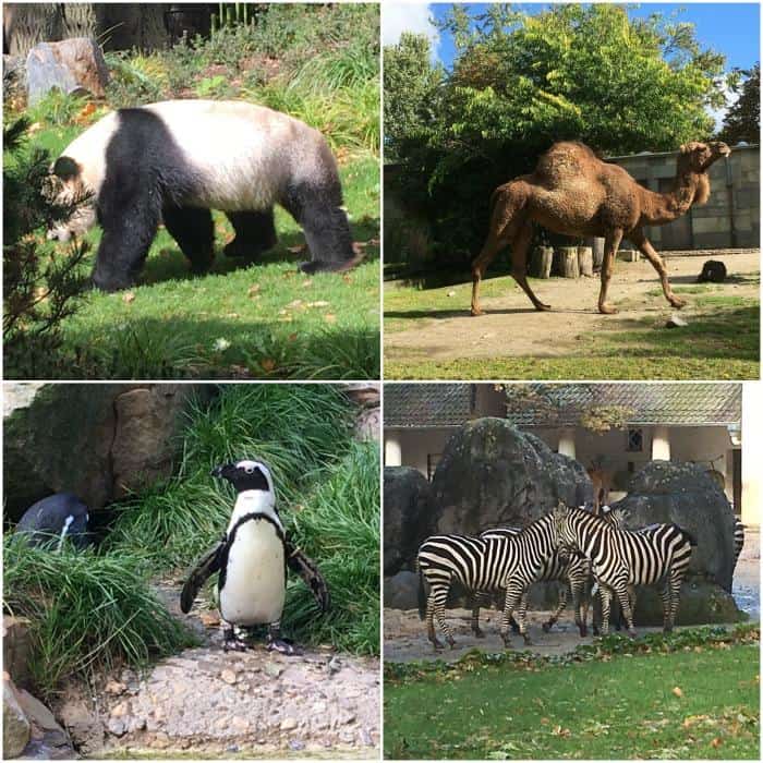 animals at berlin zoo