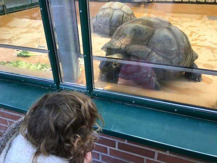 child looking at giant tortoises