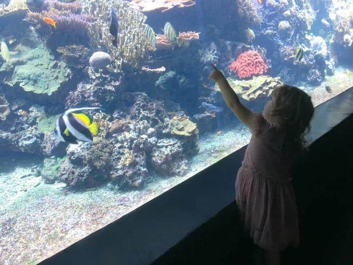 child watching aquarium