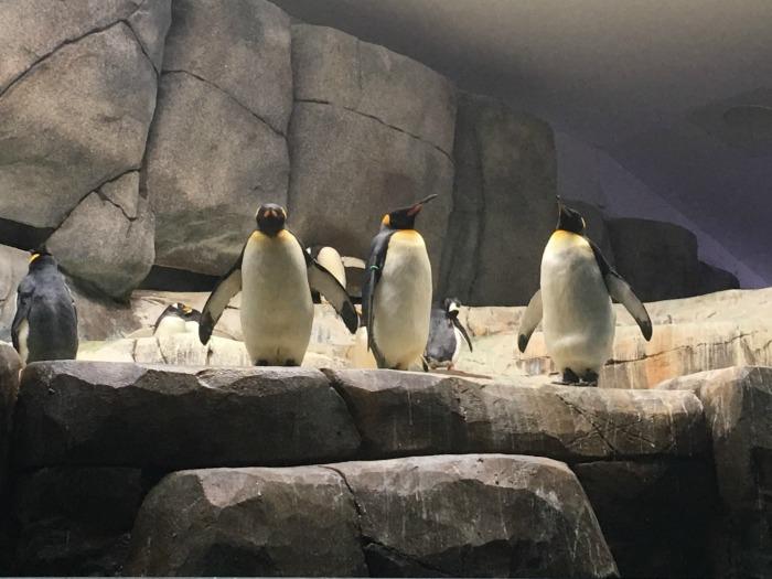 penguins