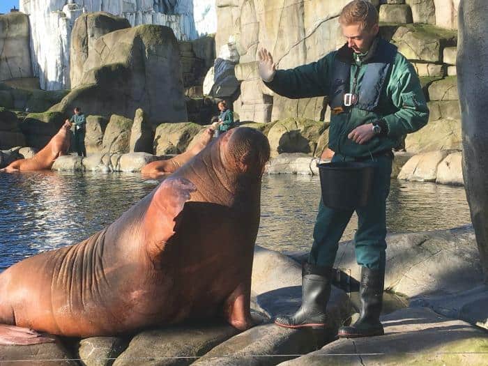 trainier and walrus waving at the crowd at Hamburg zoo 