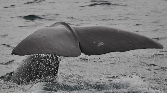 whale norway