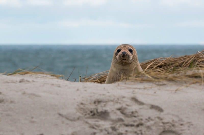 seal beach