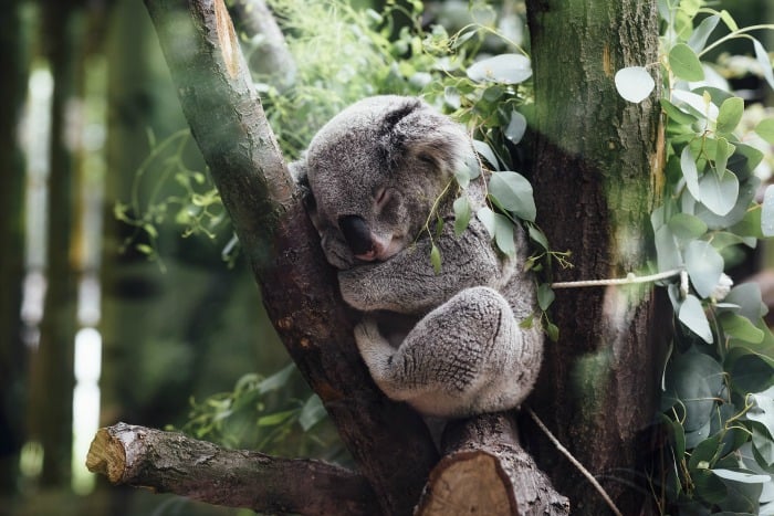 sleeping koala in a tree