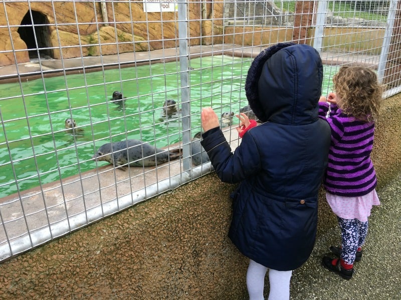 breakfast with the seals cornish seal sanctuary gweek