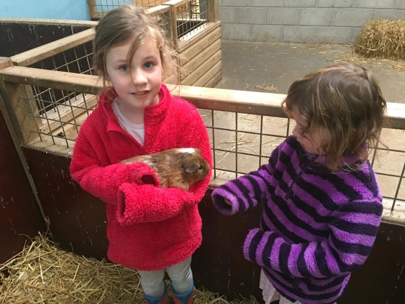 children with guinea pig