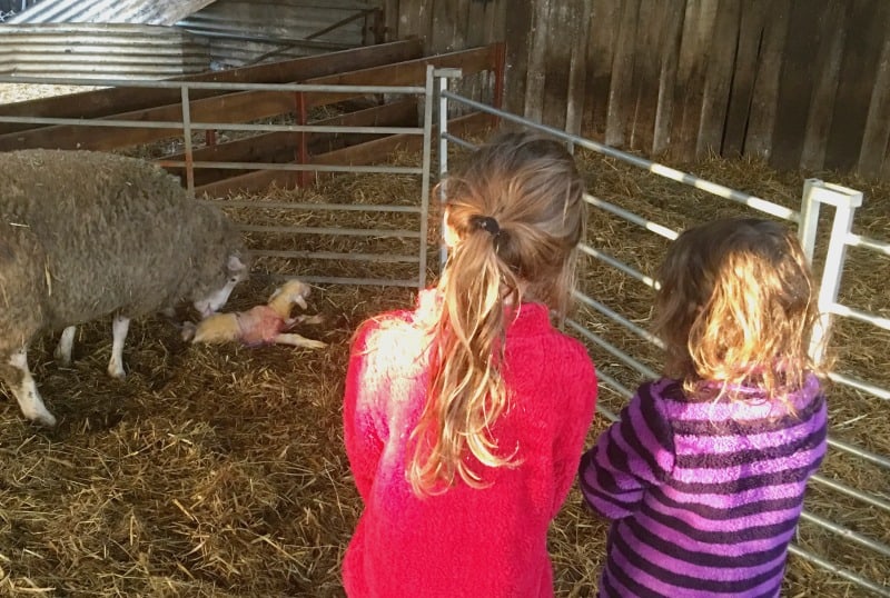 children watching a sheep clean newborn lamb