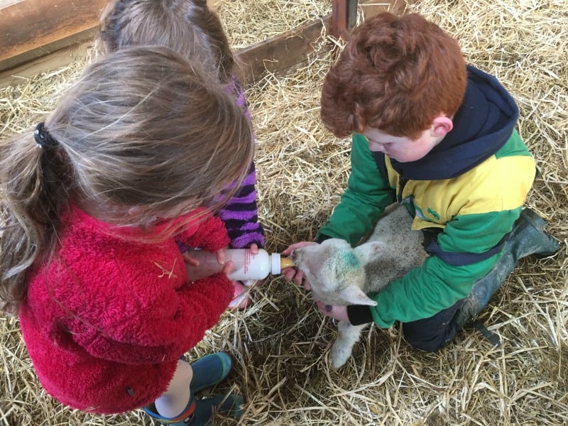 child feeding a lamb with a bottle 