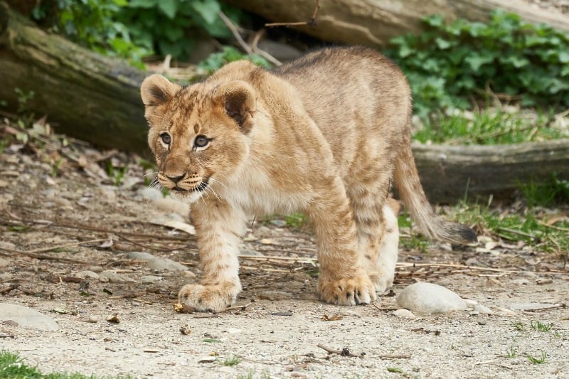 lion cub 