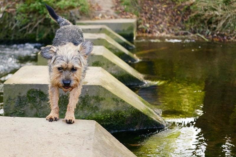 dog friendly glamping