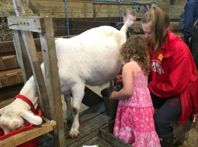 milking a goat