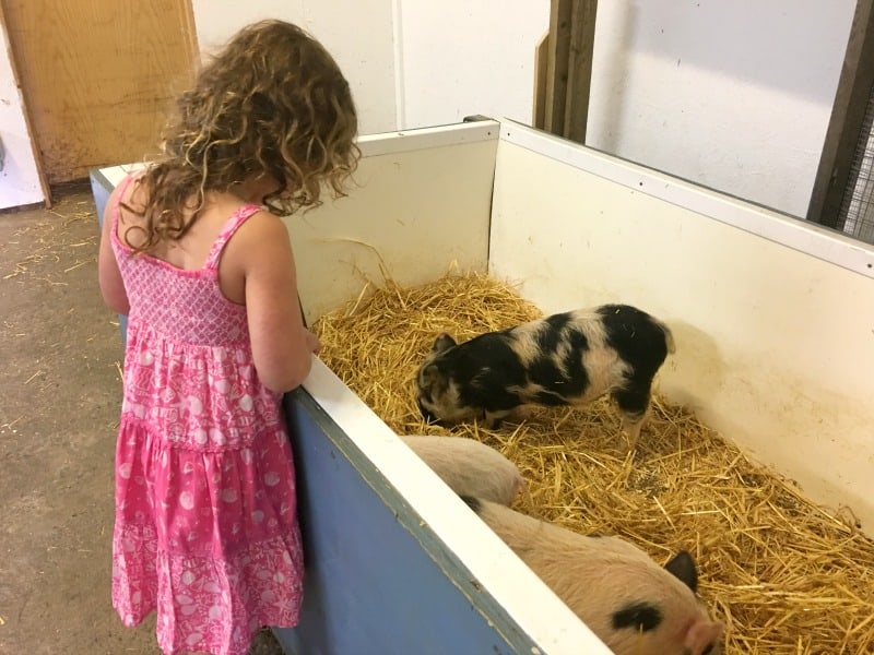 miniature pigs pennywell farm Devon