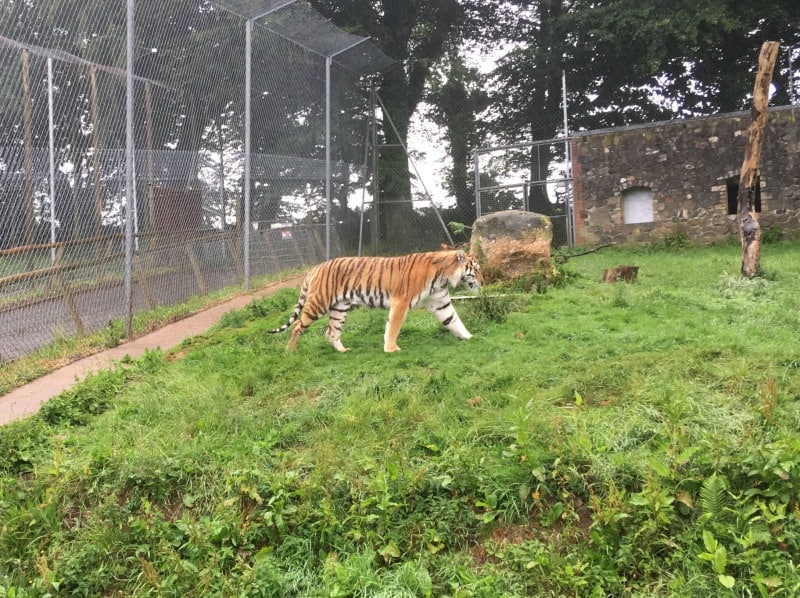 siberian amur tiger dartmoor zoo