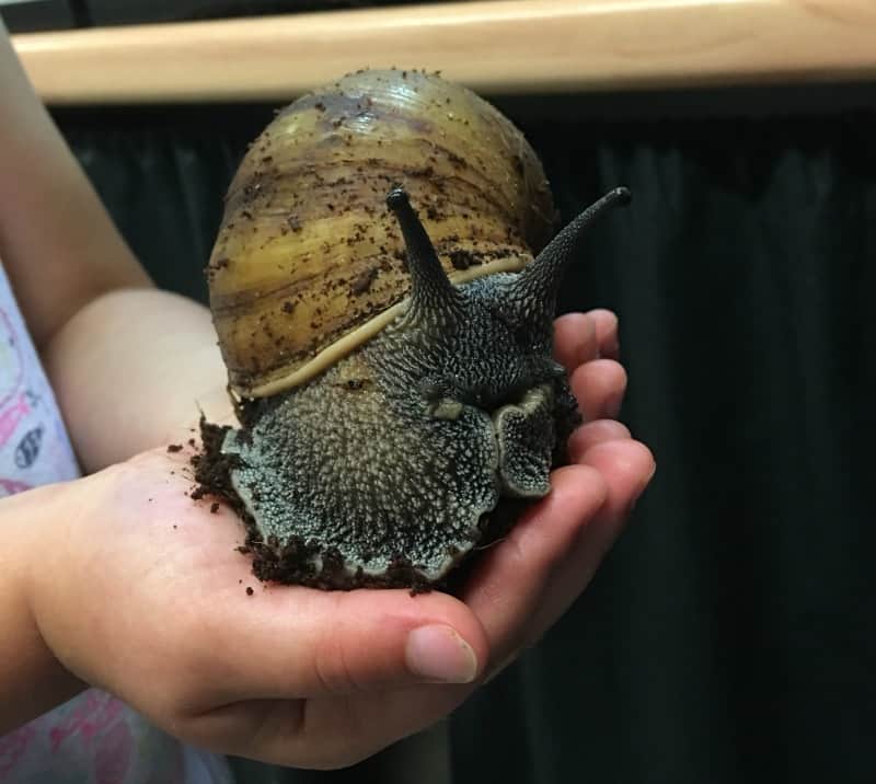 tiger land snail at Dartmoor Zoo, Devon