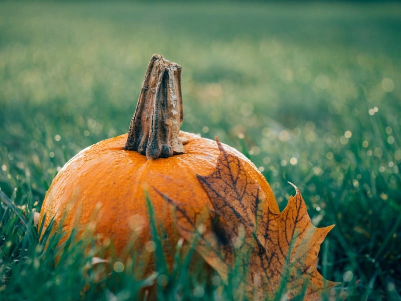 halloween pumpkin