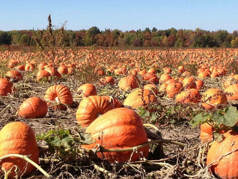 pumpkin picking nottingham