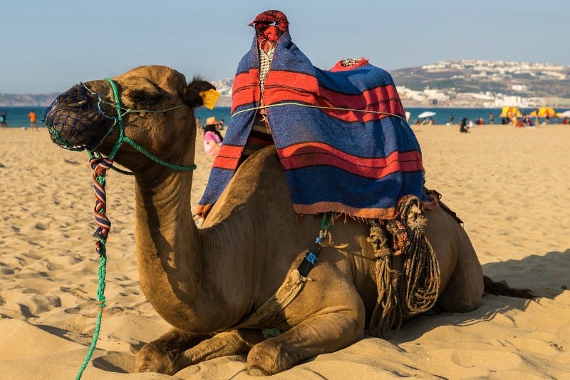camel ride morocco beach