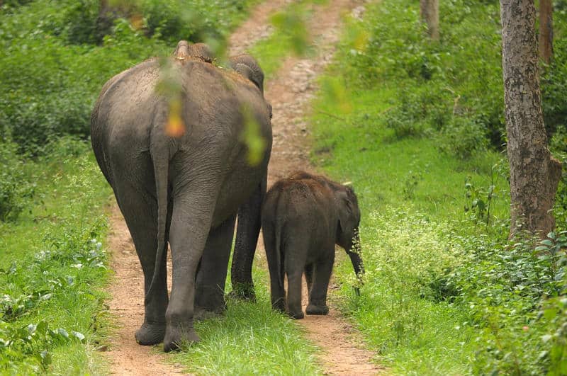 mother and baby elephant