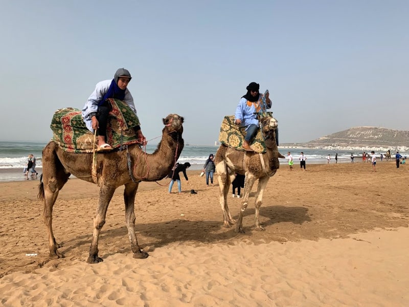 CAMELS ON AGADIR BEACH