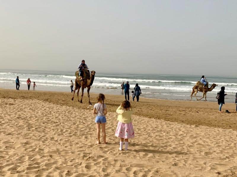 camel walking towards two children on Agadir beach morocco