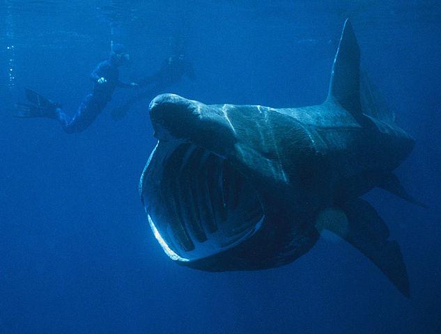 basking shark in sea with diver