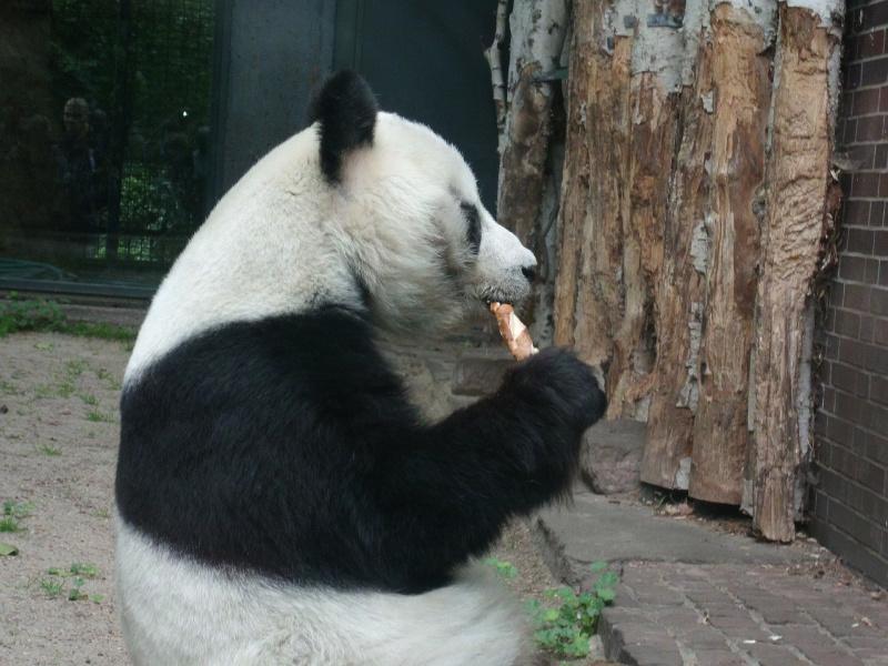 giant panda eating at berlin zoo