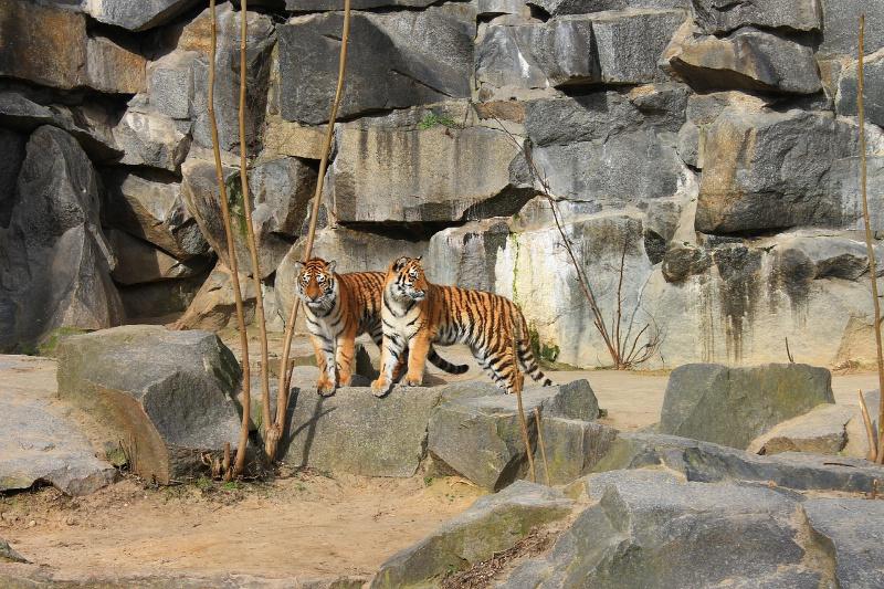 two tigers at berlin zoo