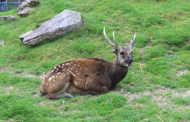 DEER sitting on grass at newquay zoo