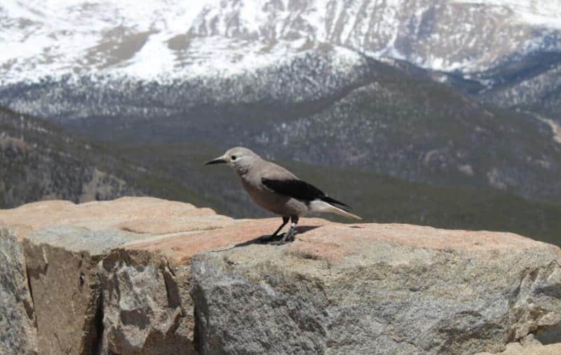 grey jay sitting on wall at rocky mountain national park 