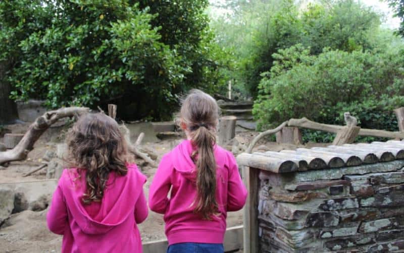 children looking at animals at newquay zoo