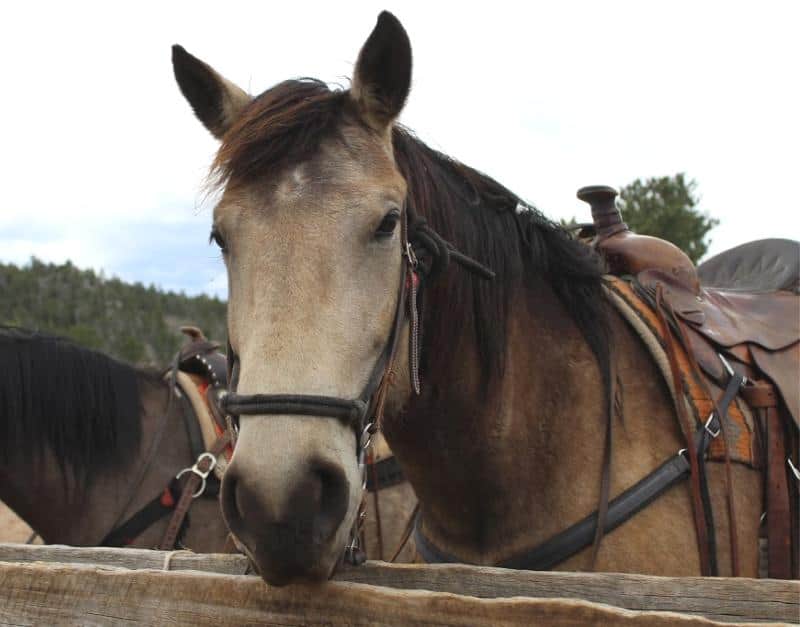 horse at sundance trail guest ranch