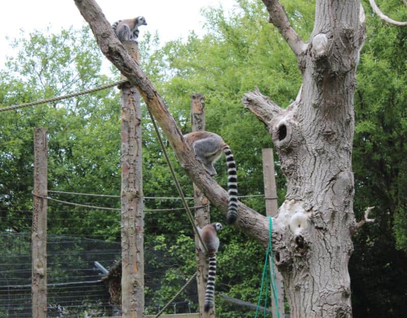 lemurs at newquay zoo cornwall
