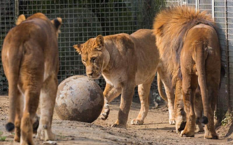 lions at newquay zoo (1)