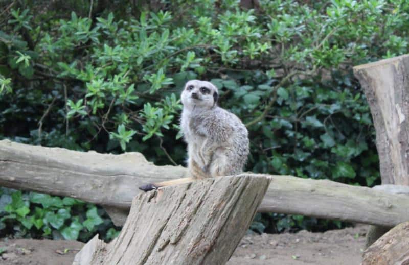 meerkat