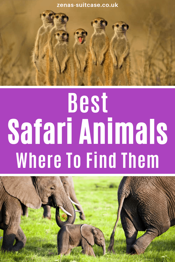 Want to know where to find the best safari animals? Check out this travel guide to visit your perfect location 