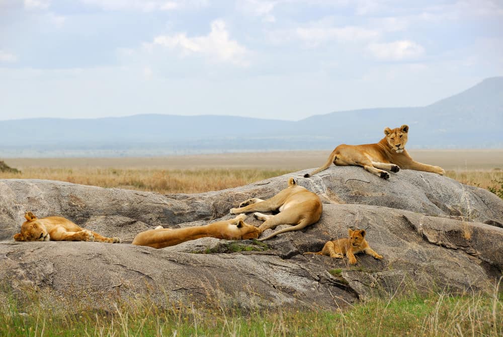 Lions in Pilanesberg