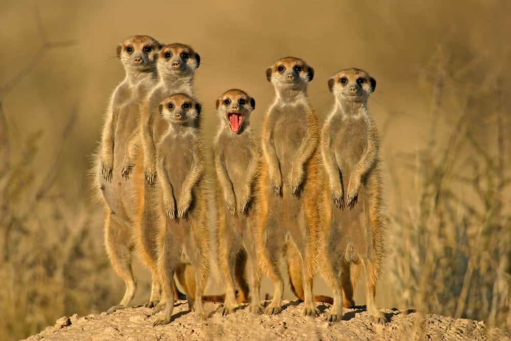 Meerkats in the Kalahari Desert