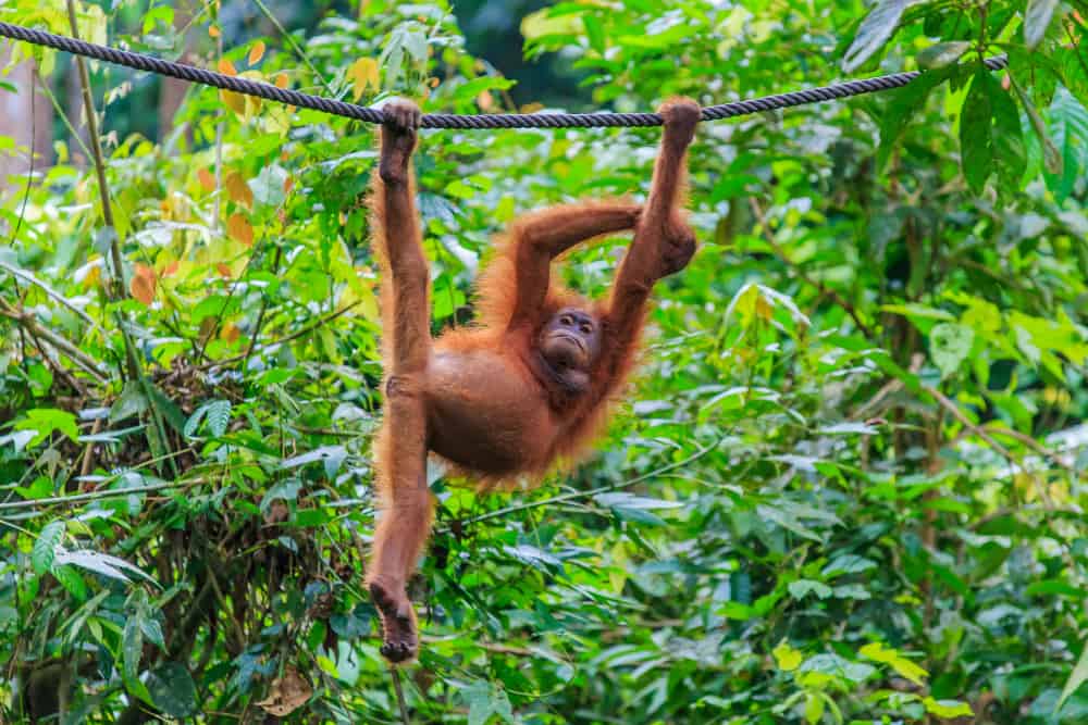 Orangutans in Sabah