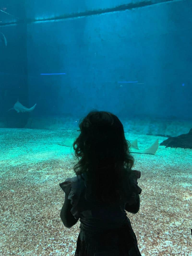 child looking in tank at genoa aquarium