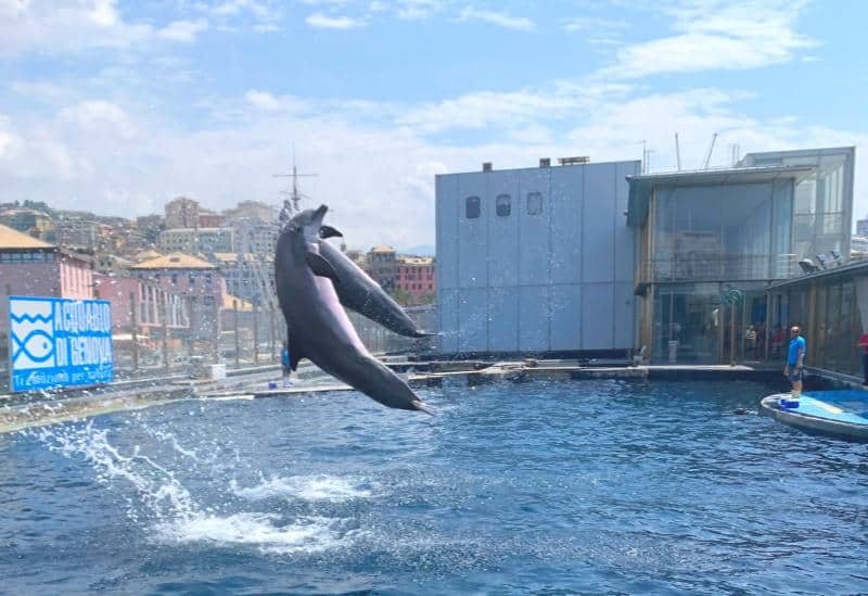 dolphins at genoa aquarium