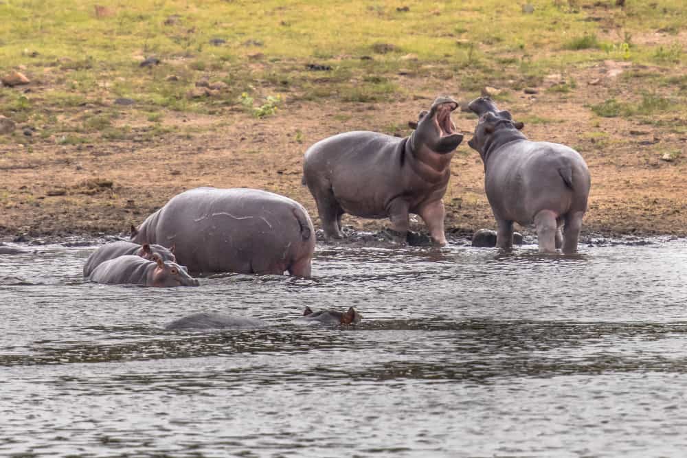 hippos in Serengeti National Park