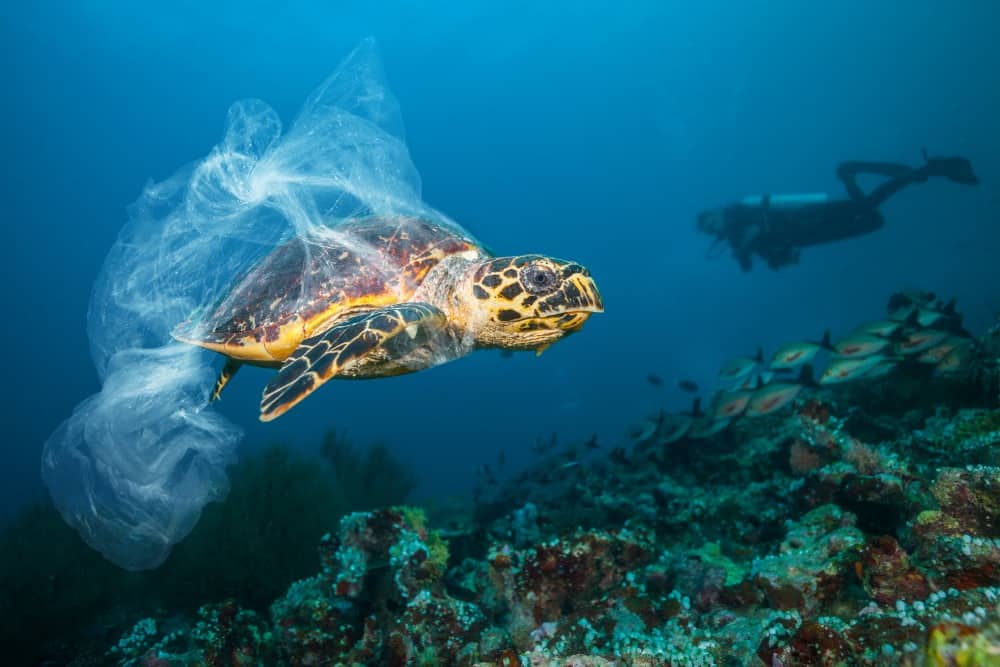 Sea Turtle Caught In Plastic Bag