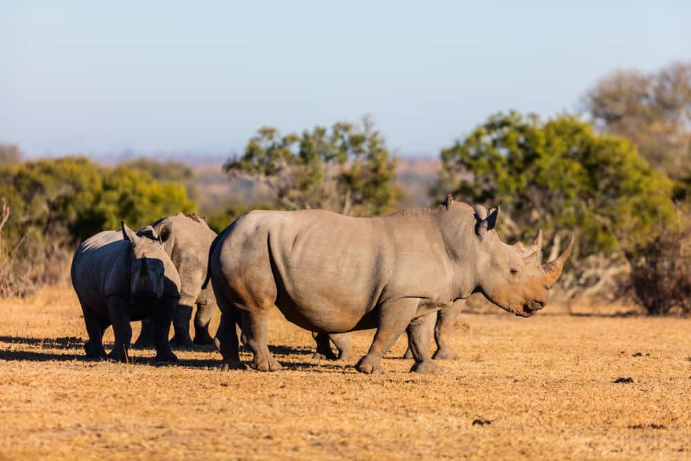 White rhinos grazing in an open field in South Africa