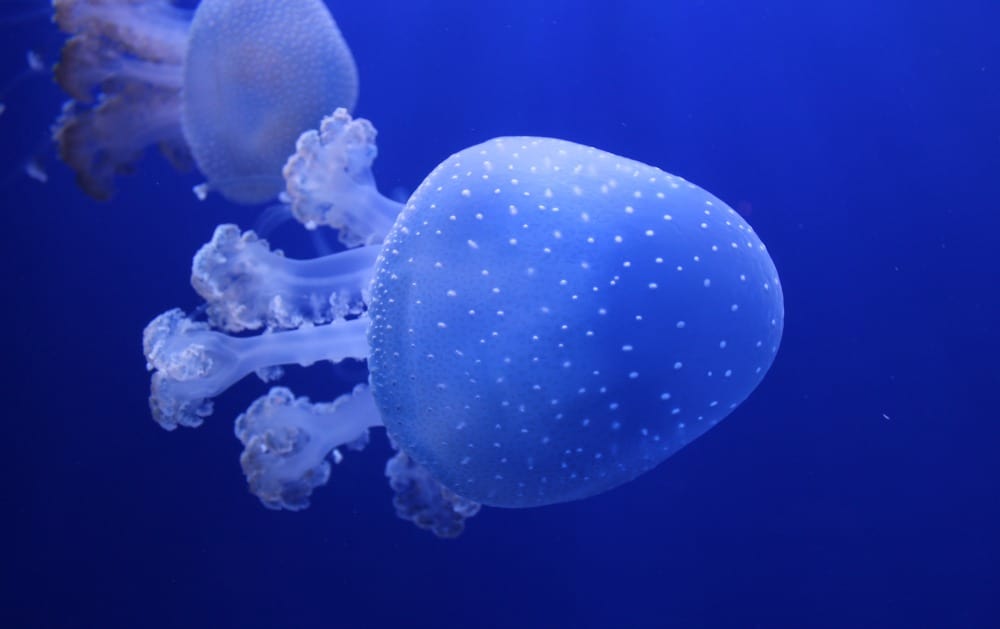 jellyfish at seville aquarium