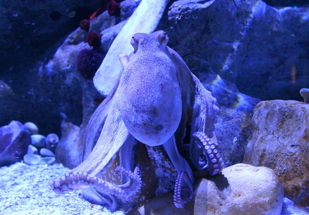 octopus at seville aquarium